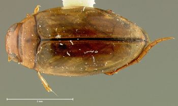 Media type: image;   Entomology 23899 Aspect: habitus dorsal view